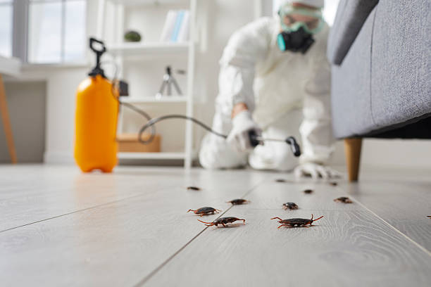 Post-Treatment Bed Bug Interceptor Monitoring in Highwood